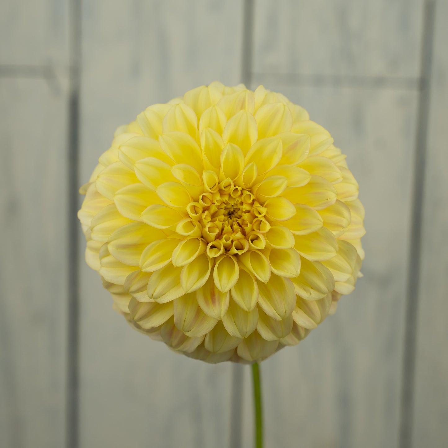 Bracken Sarah Dahlia Tuber- Coming 2027