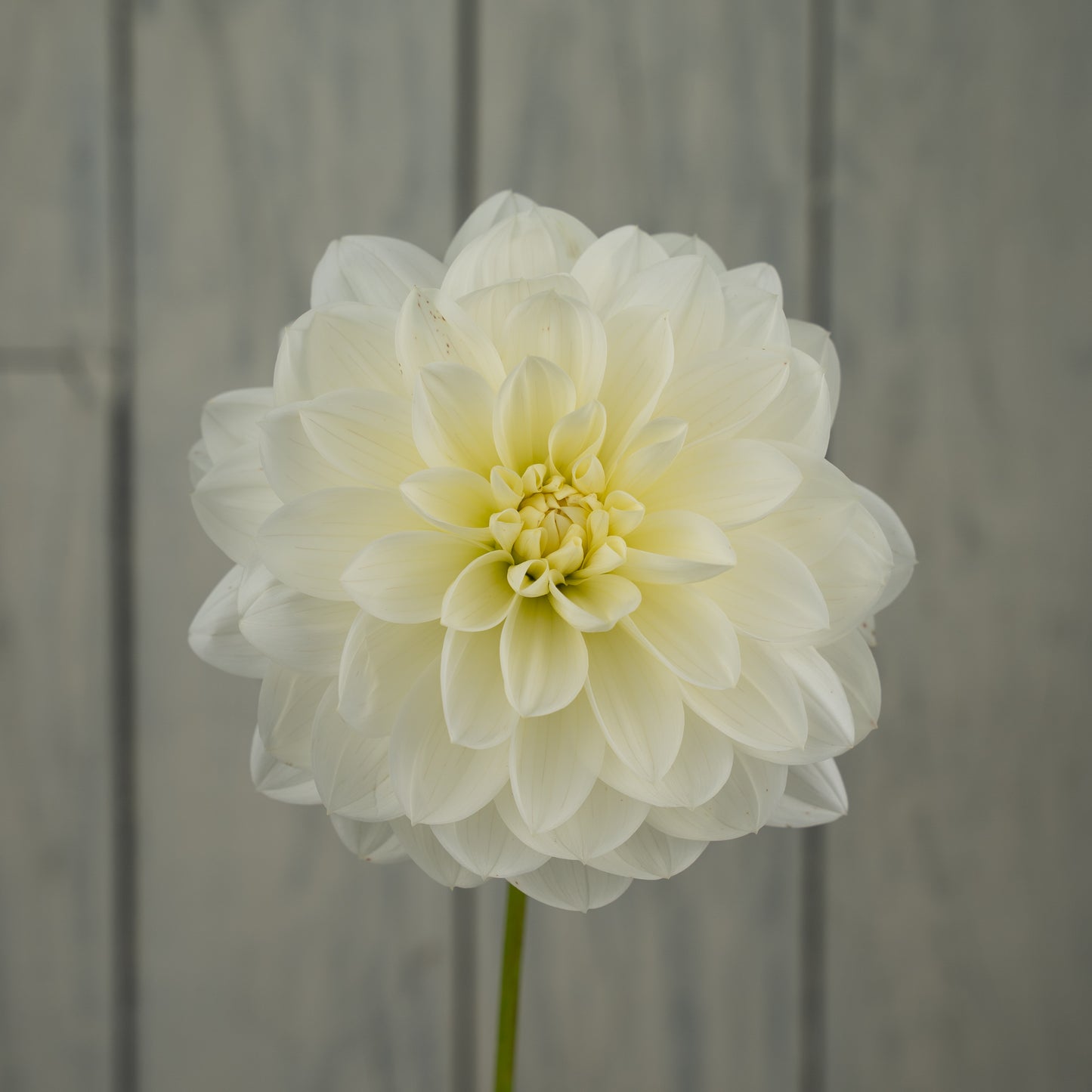 Bridezilla Dahlia Tuber