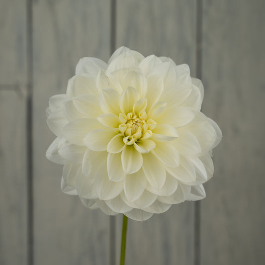 Bridezilla Dahlia Tuber