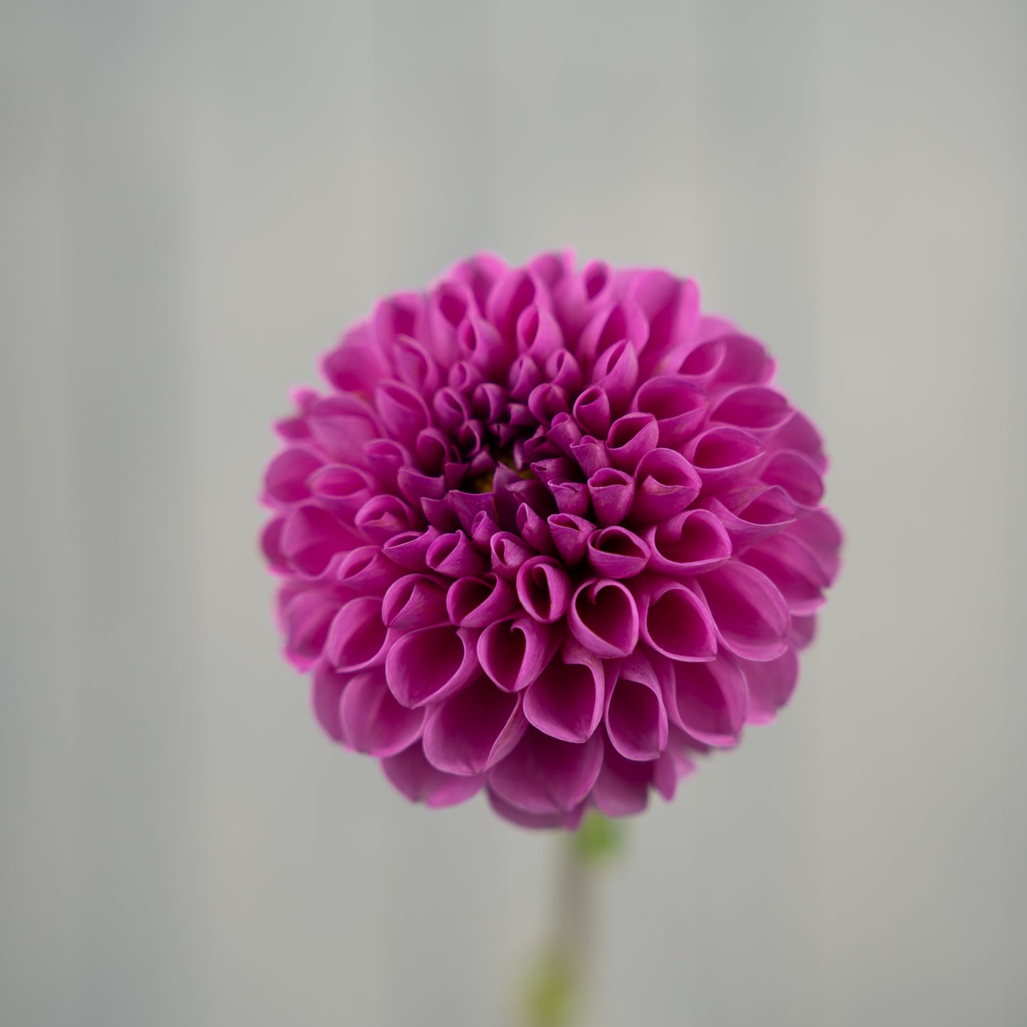 Burlesca Dahlia Tuber