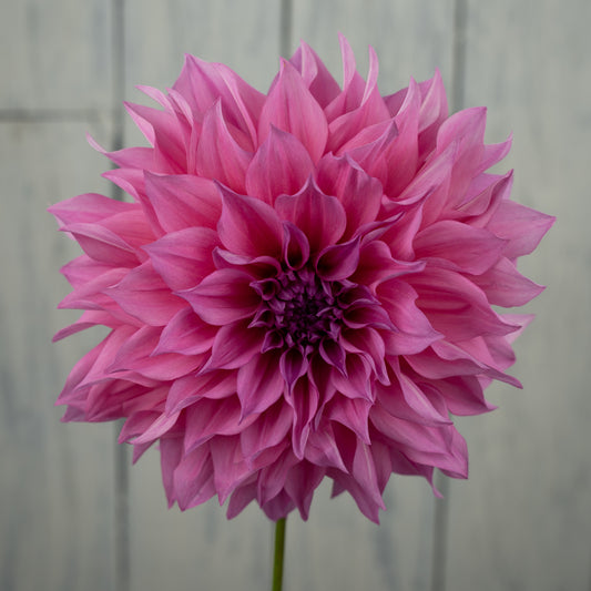 Cafe au Lait Rose Dahlia Tuber- LIMIT 1