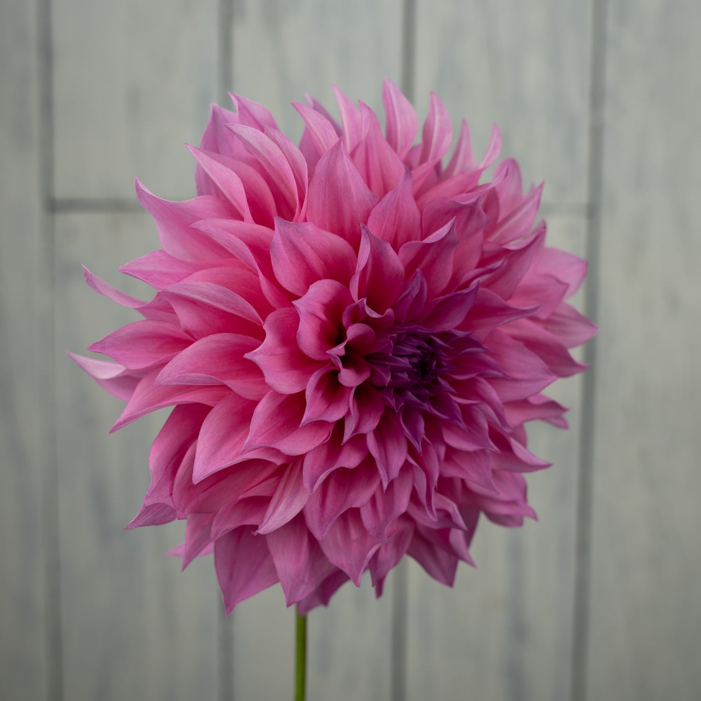 Cafe au Lait Rose Dahlia Tuber- LIMIT 1