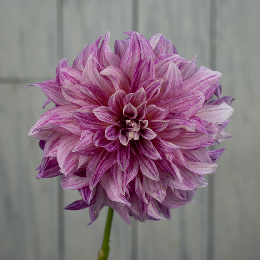 Cafe Au Lait Royal Dahlia Tuber- LIMIT 1