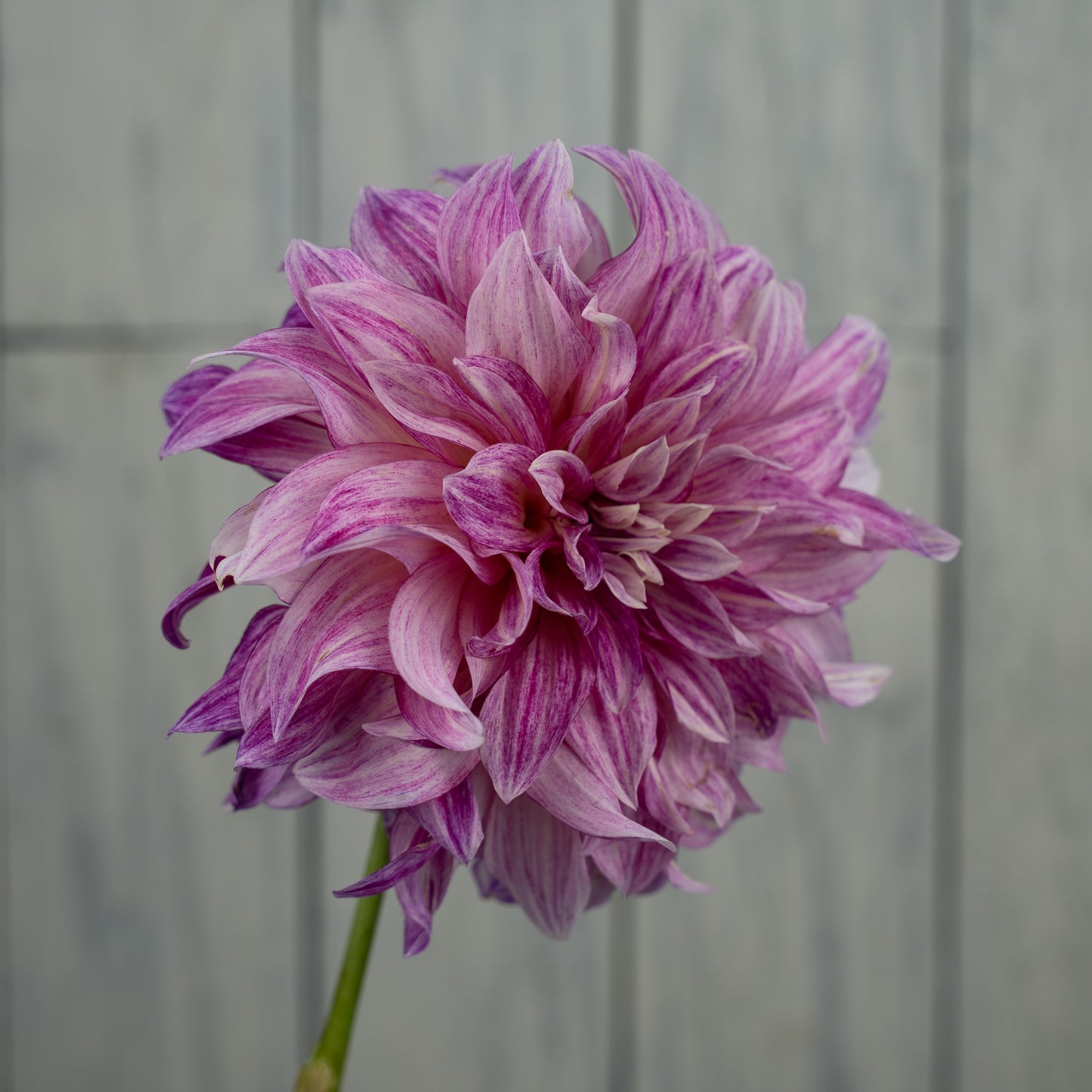 Cafe Au Lait Royal Dahlia Tuber- LIMIT 1
