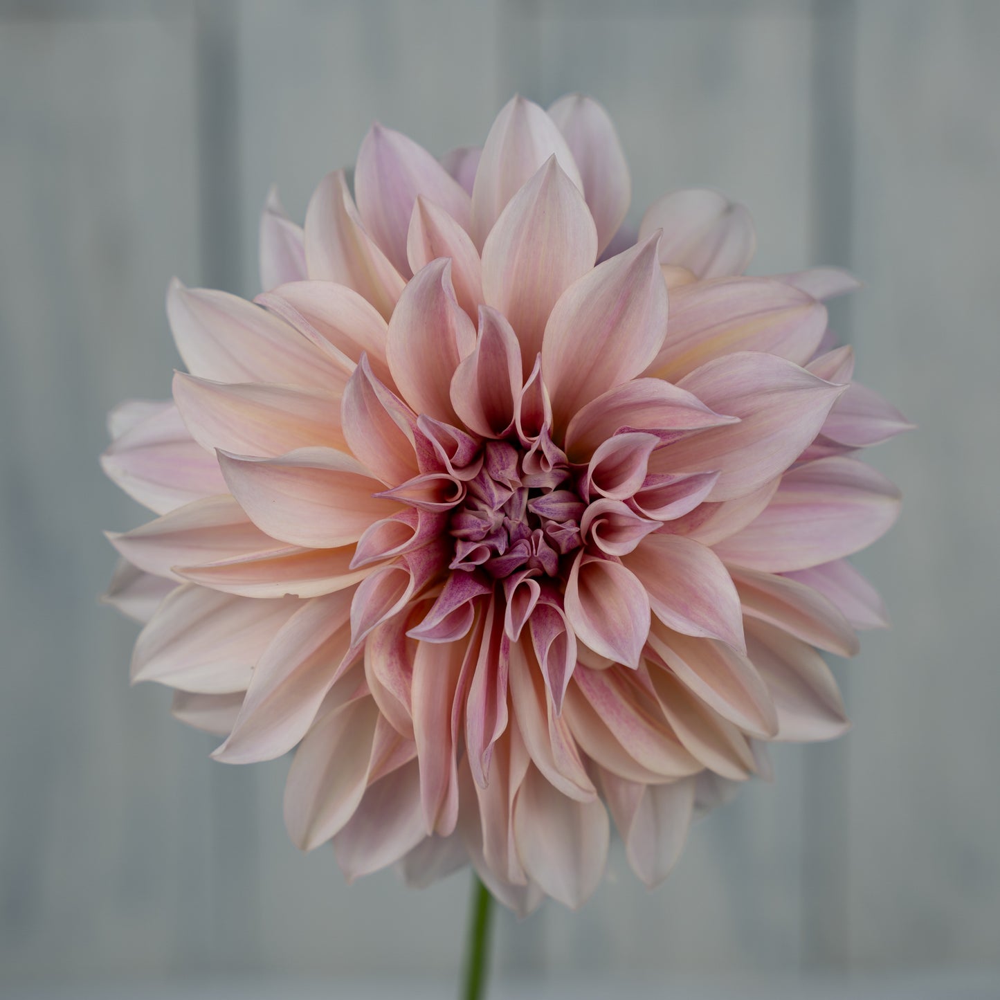 Cafe au Lait Dahlia Tuber- Coming 2026