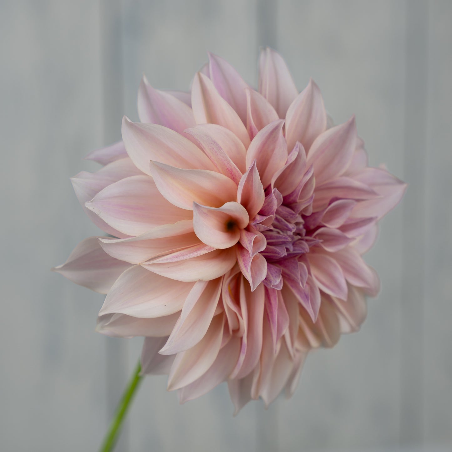 Cafe au Lait Dahlia Tuber- Coming 2026