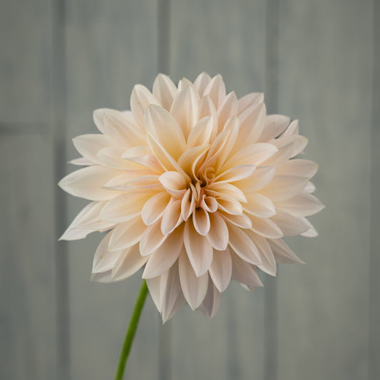 Cafe au Lait Mini (Jolene) Dahlia Tuber - LIMIT 1