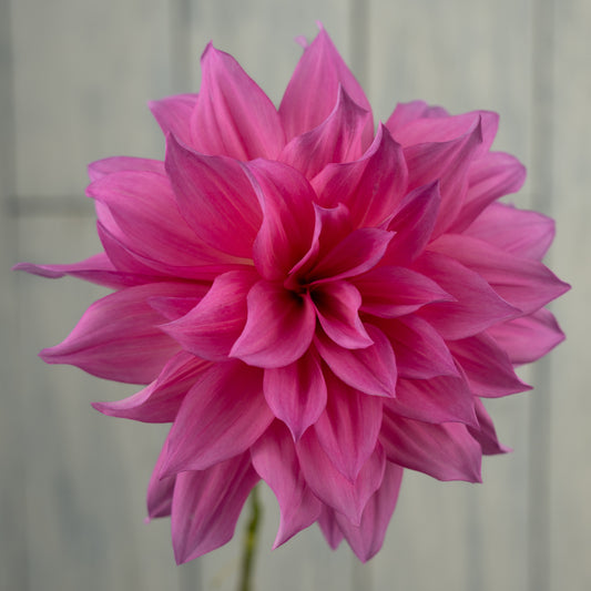 Cafe au Lait Rose Dahlia Tuber- Coming 2026