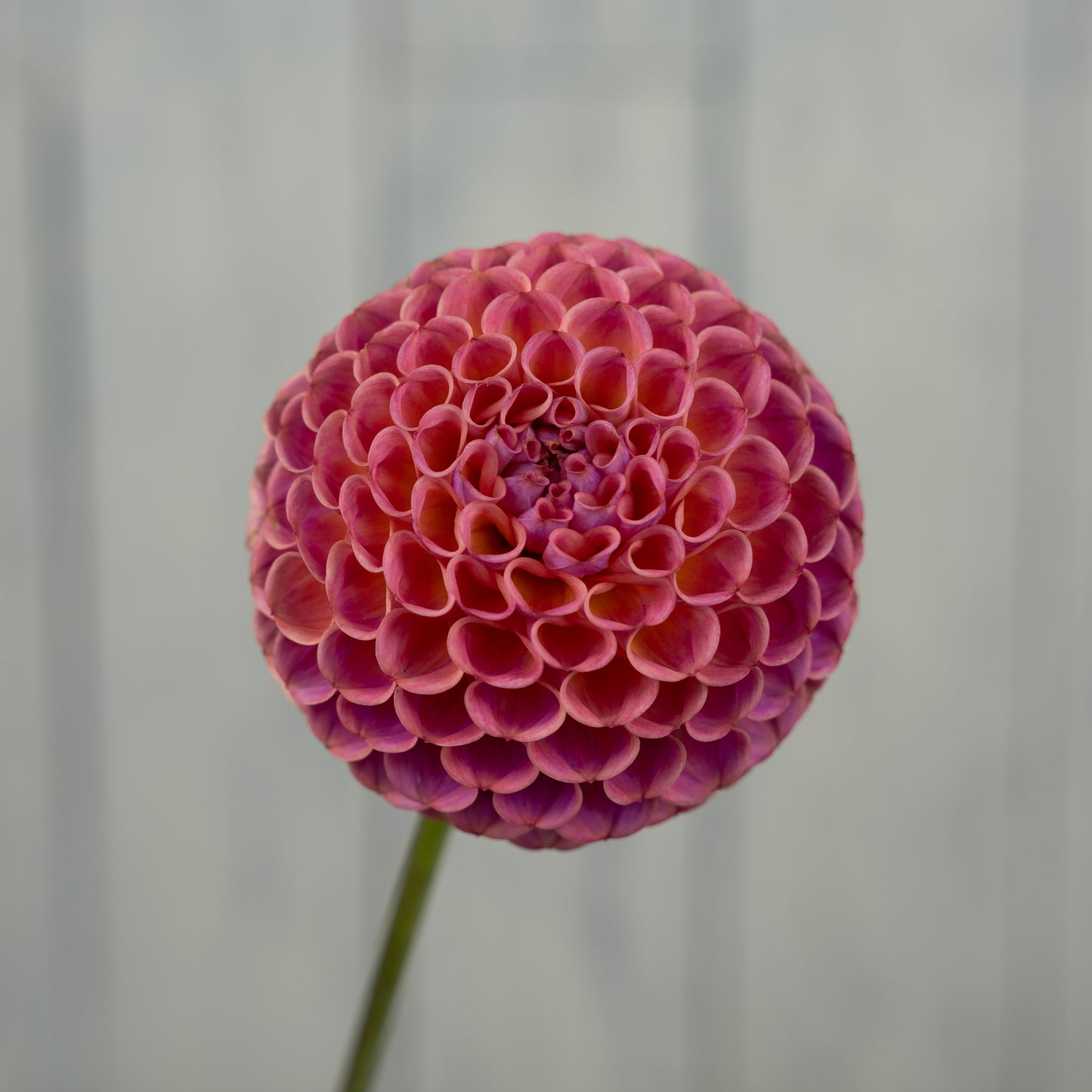 Caitlin's Joy Dahlia Tuber