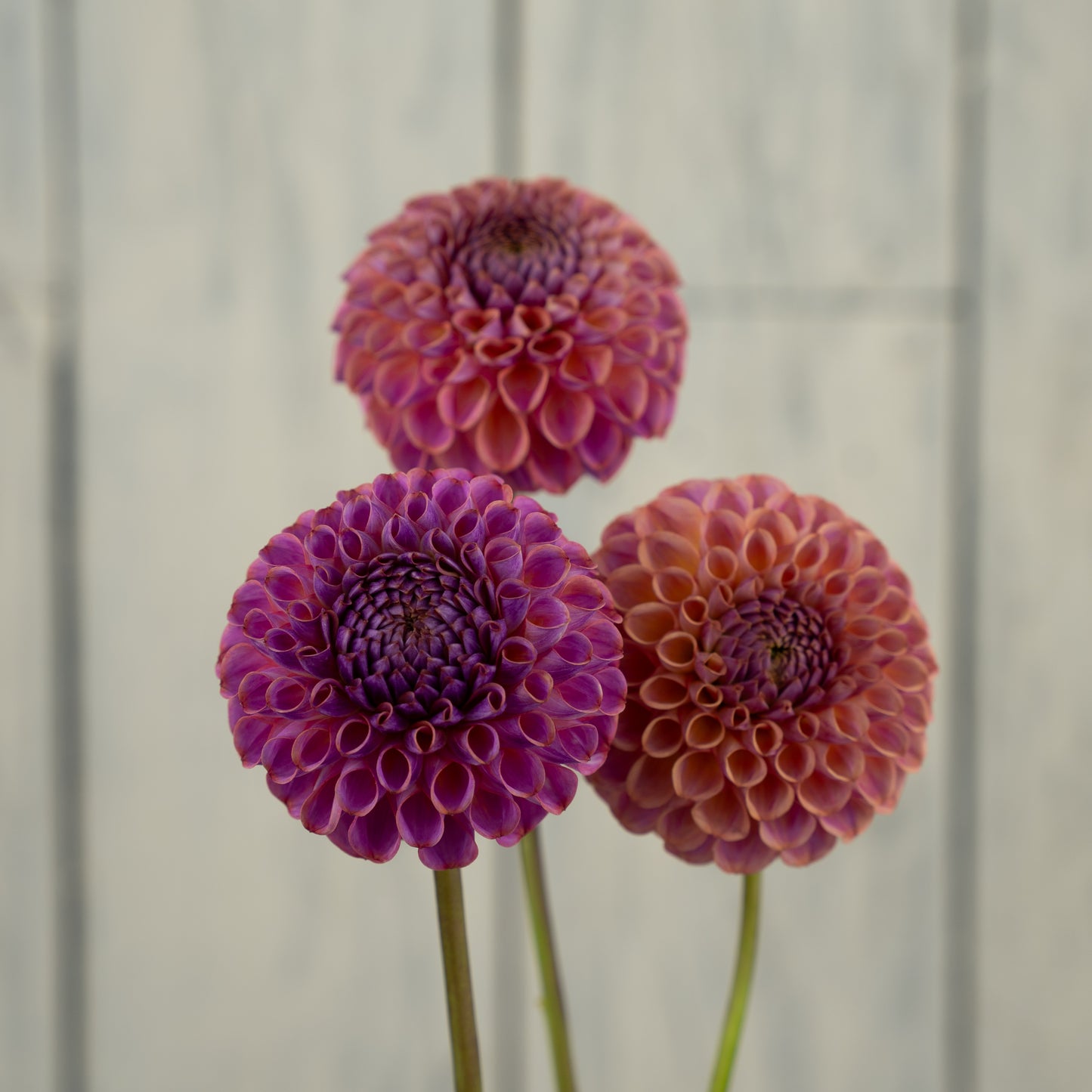 Caitlin's Joy Dahlia Tubers- Bulk (5)