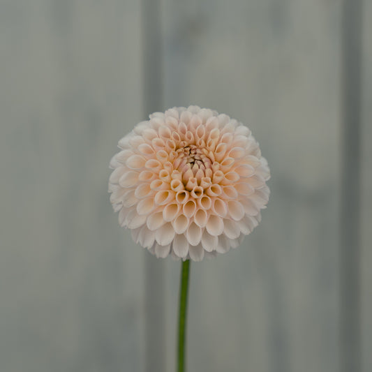 Camano Zoe Dahlia Tuber