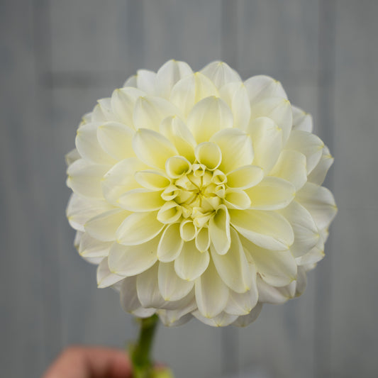 Caramel Antique Dahlia Tuber