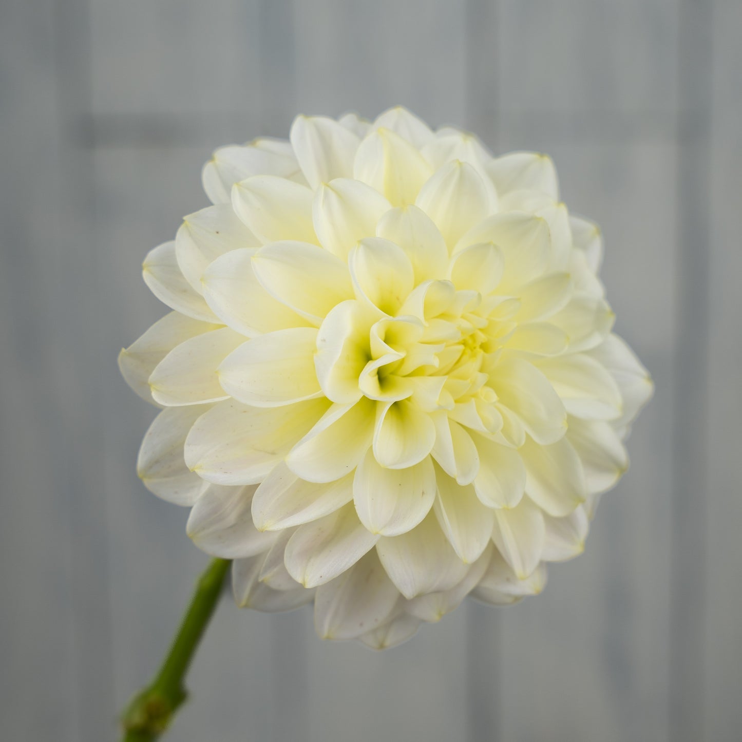 Caramel Antique Dahlia Tuber