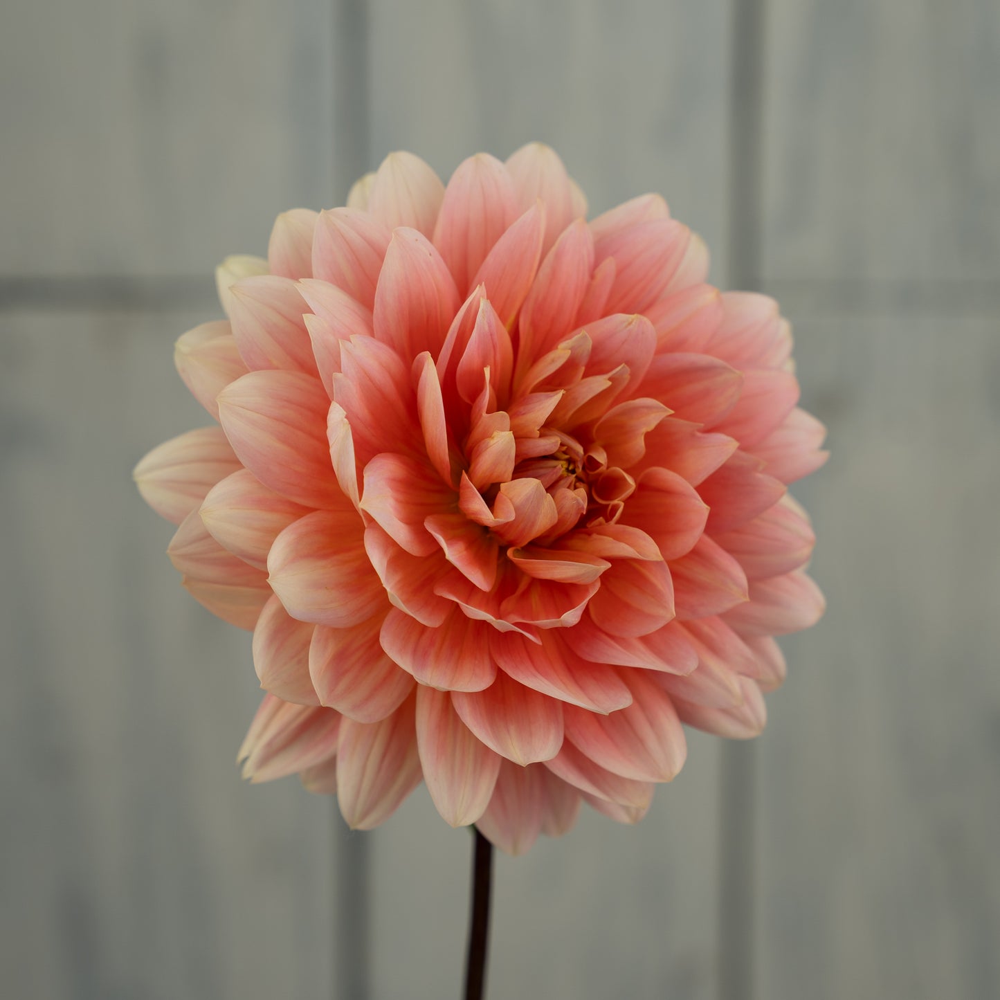 Carolina Wagemans Dahlia Tuber- Coming 2027