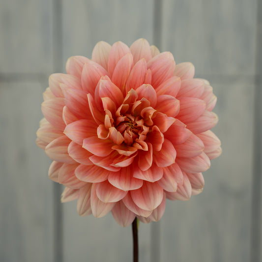 Carolina Wagemans Dahlia Tuber- Coming 2027