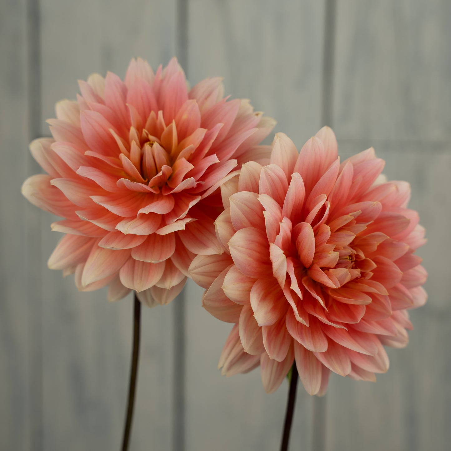 Carolina Wagemans Dahlia Tuber- Coming 2027