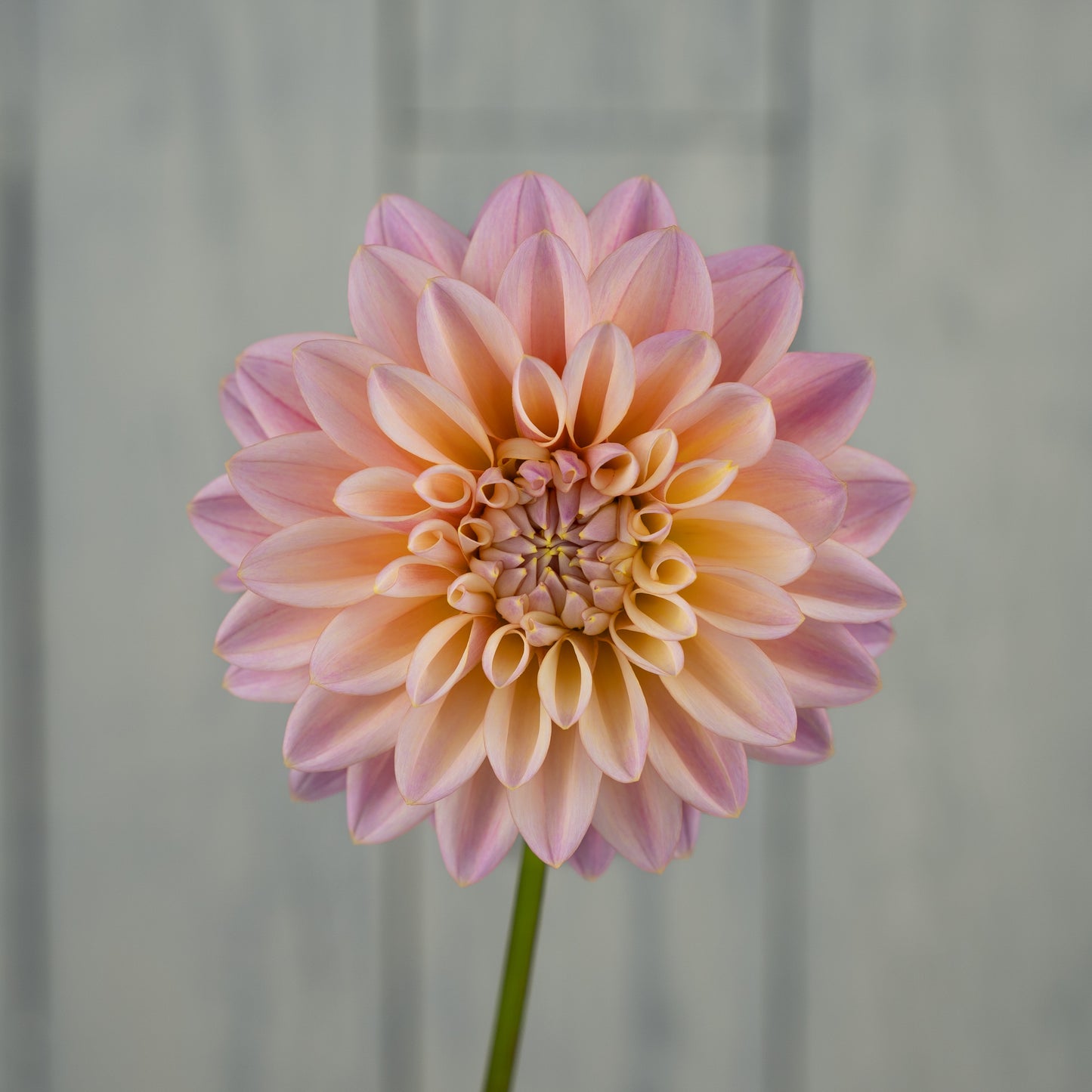 Castle Drive Dahlia Tuber - LIMIT 1