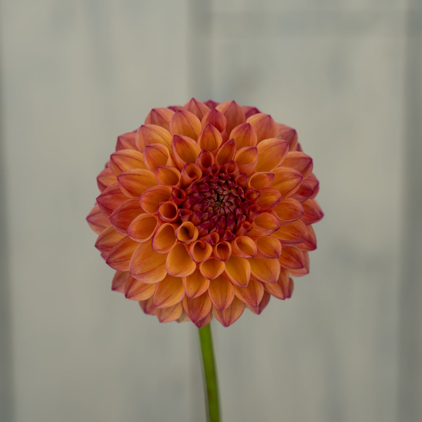 Cecil Dahlia Tuber