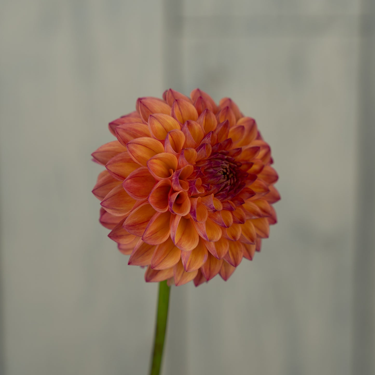 Cecil Dahlia Tuber