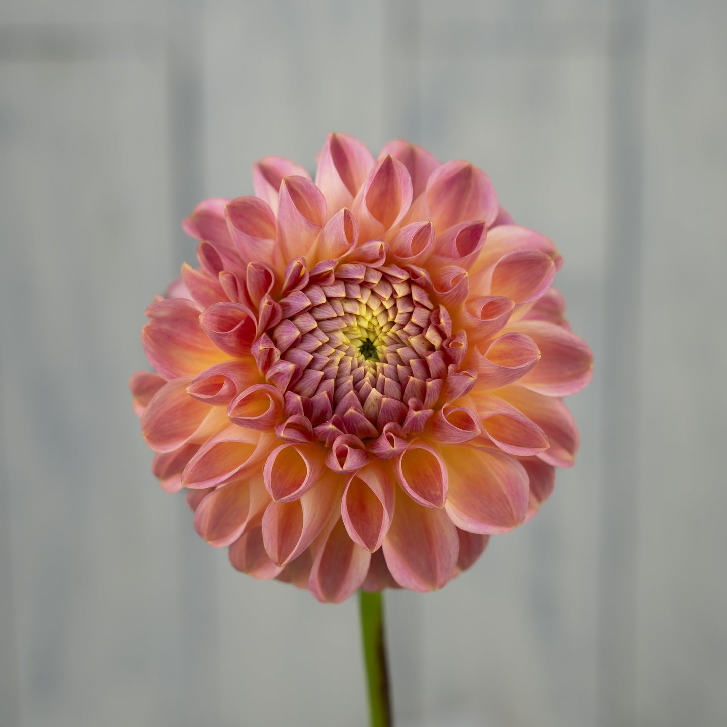 Clearview Peachy Dahlia Tuber