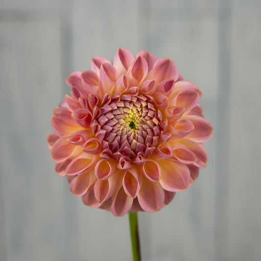 Clearview Peachy Dahlia Tuber