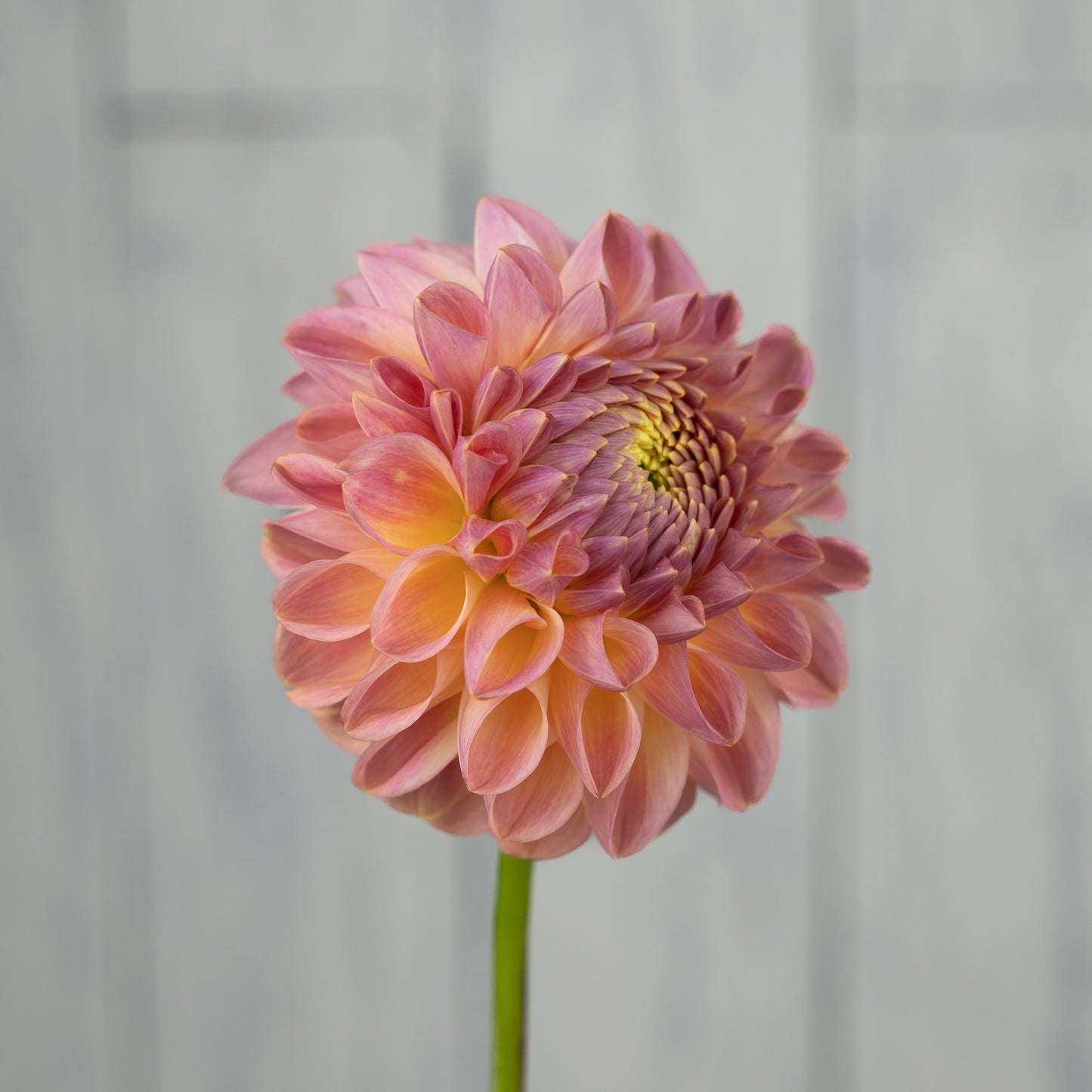 Clearview Peachy Dahlia Tuber