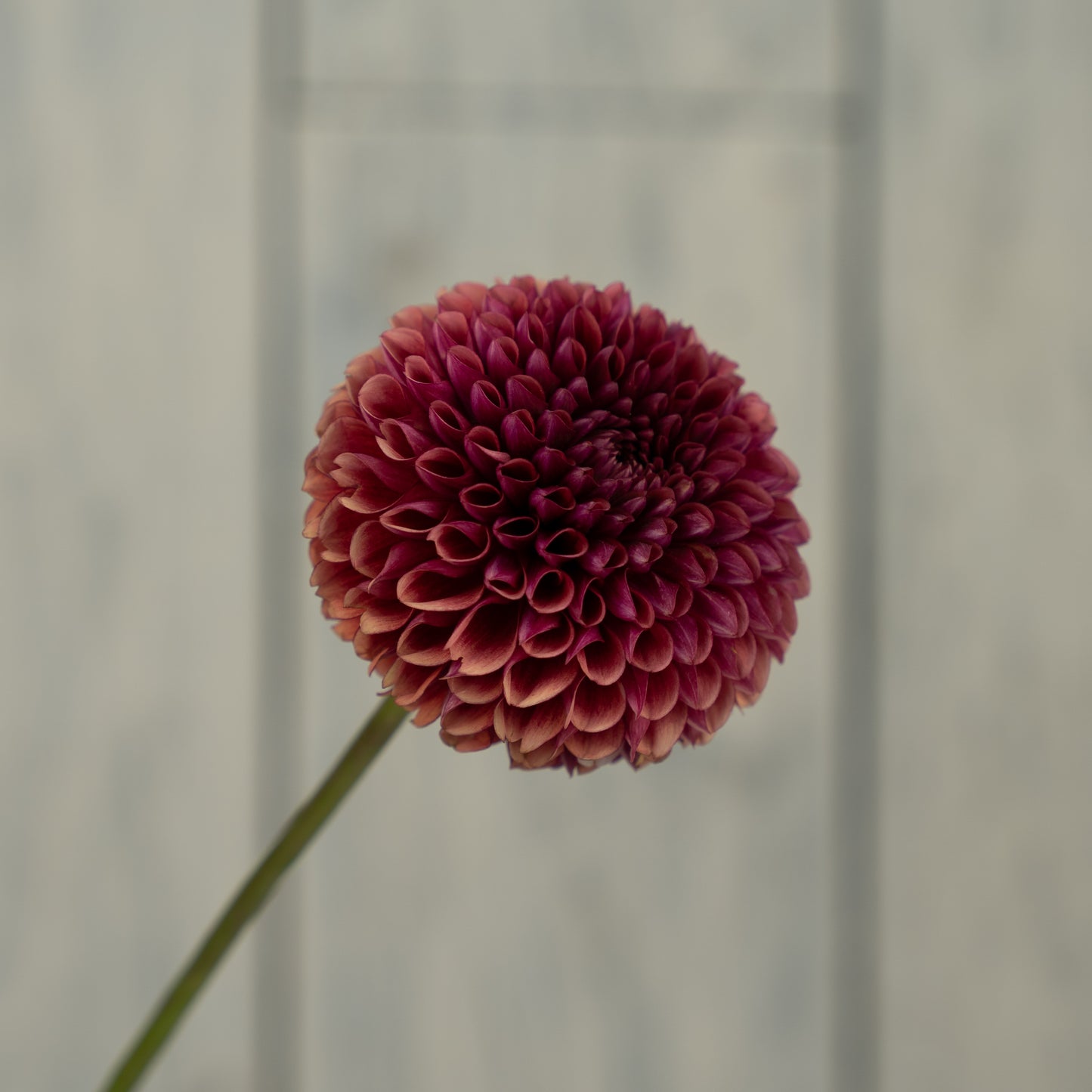 Copper Boy Dahlia Tuber
