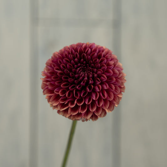 Copper Boy Dahlia Tuber
