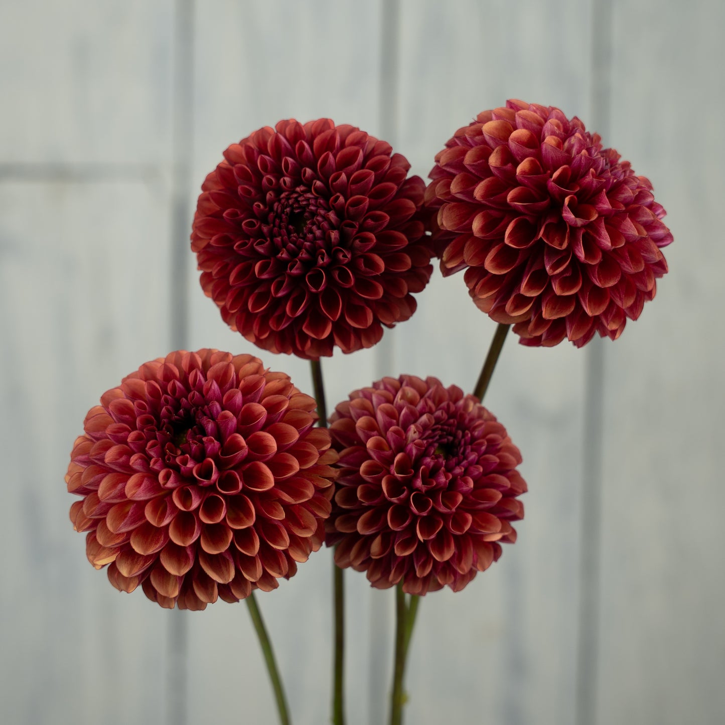 Copper Boy Dahlia Tuber