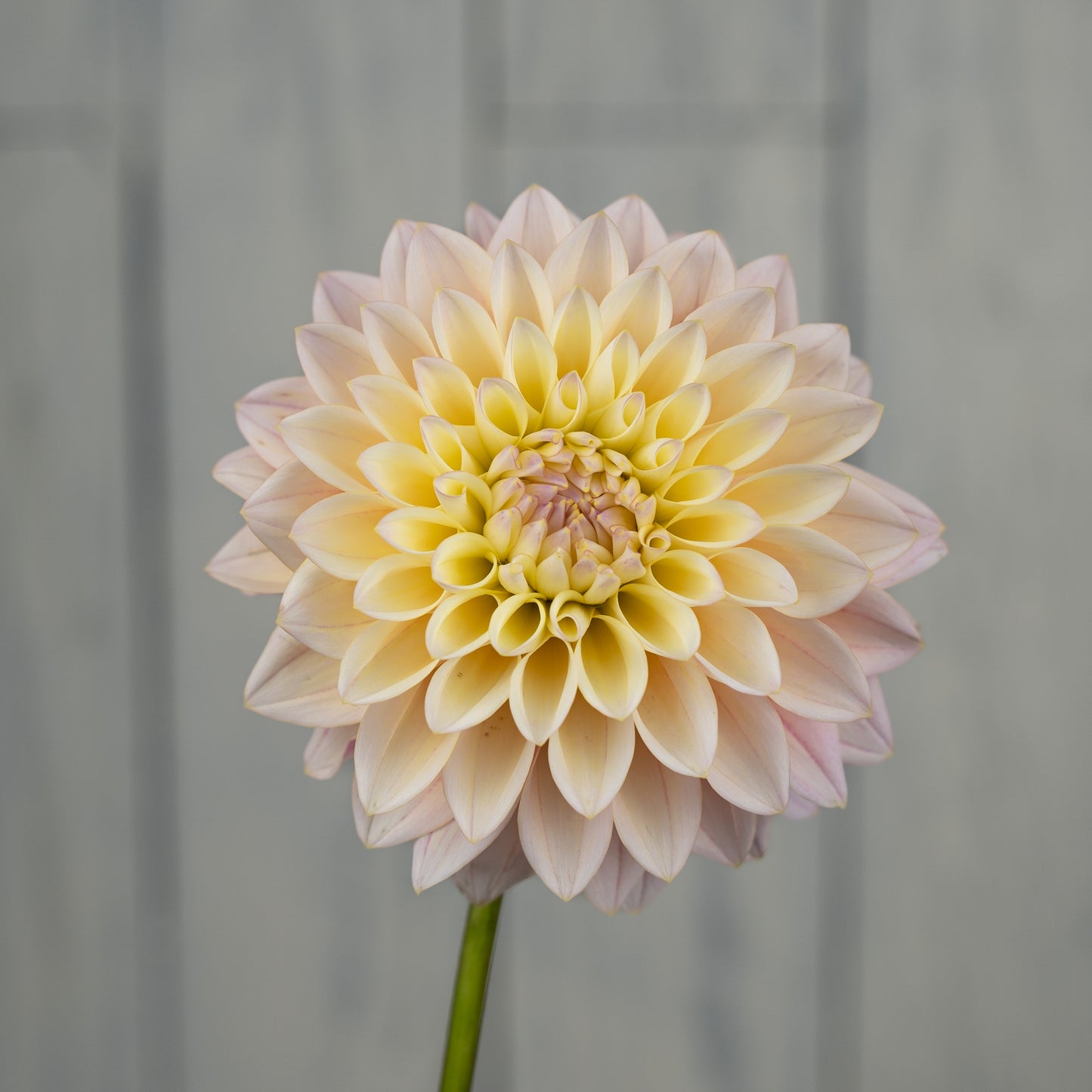 Coralie Dahlia Tuber - LIMIT 1