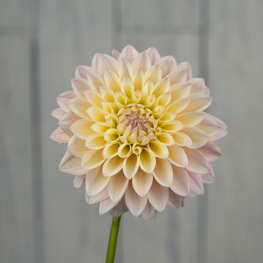 Coralie Dahlia Tuber - LIMIT 1