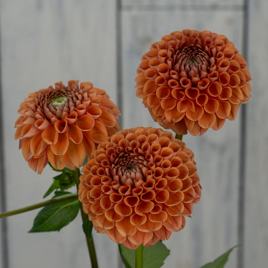 Cornel Bronze Dahlia Tuber