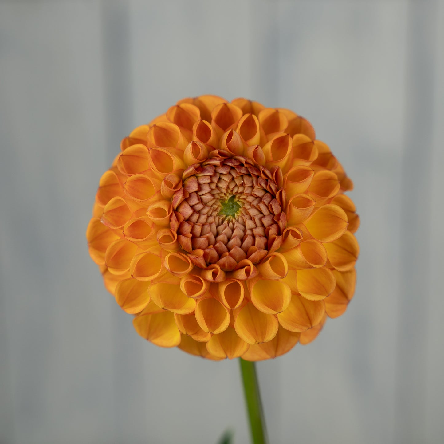 Cornel Bronze Dahlia Tuber