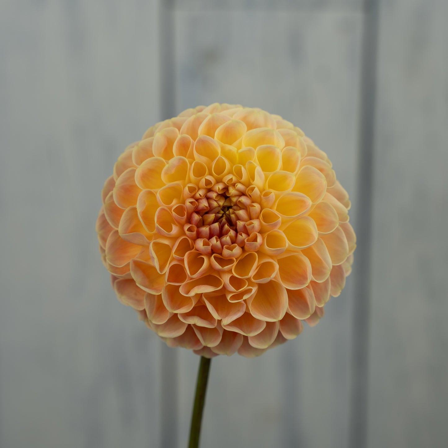 Crichton Honey Dahlia Tuber