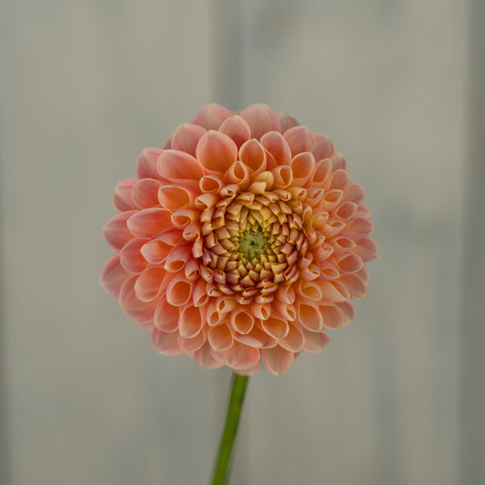 Crichton Honey Dahlia Tuber