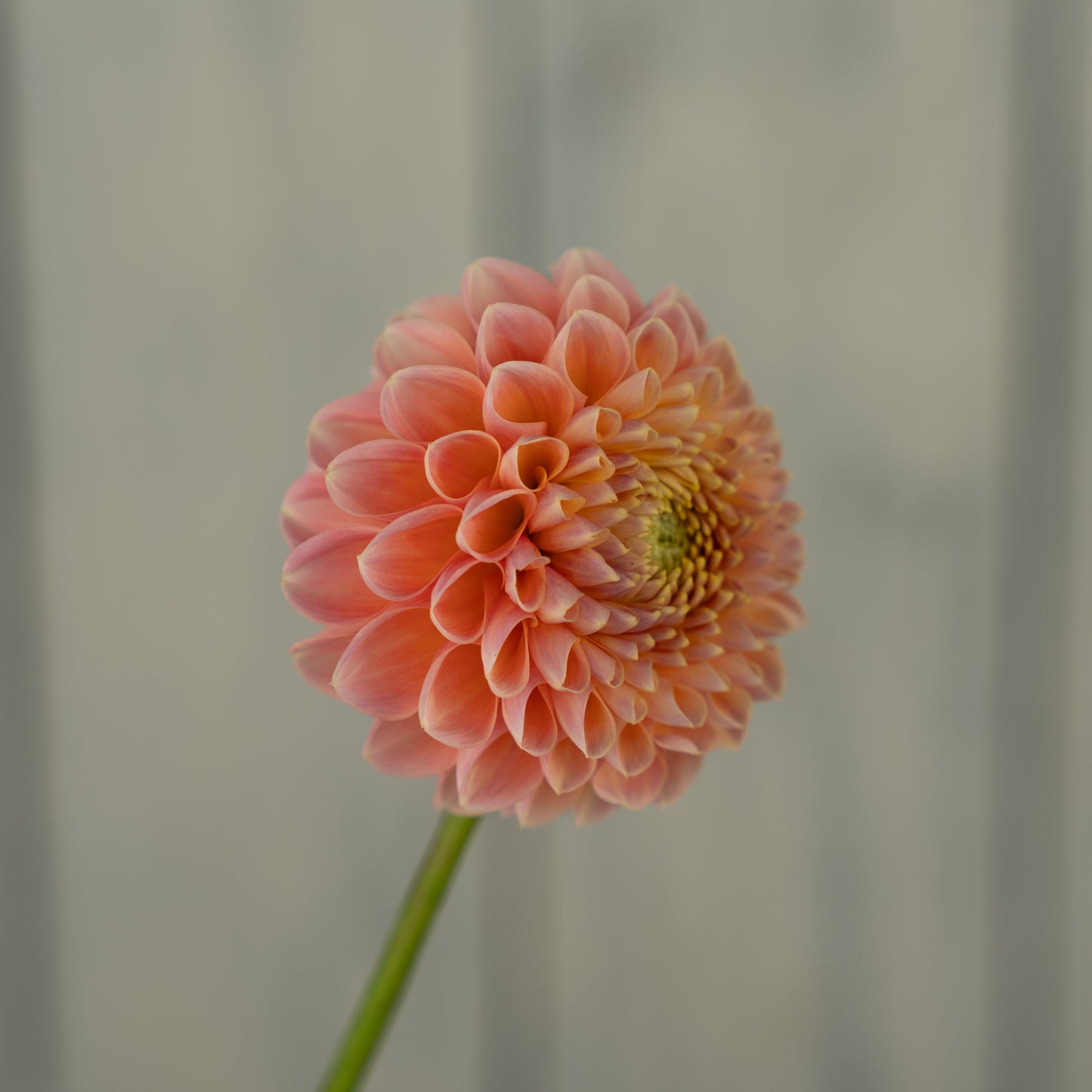 Crichton Honey Dahlia Tuber