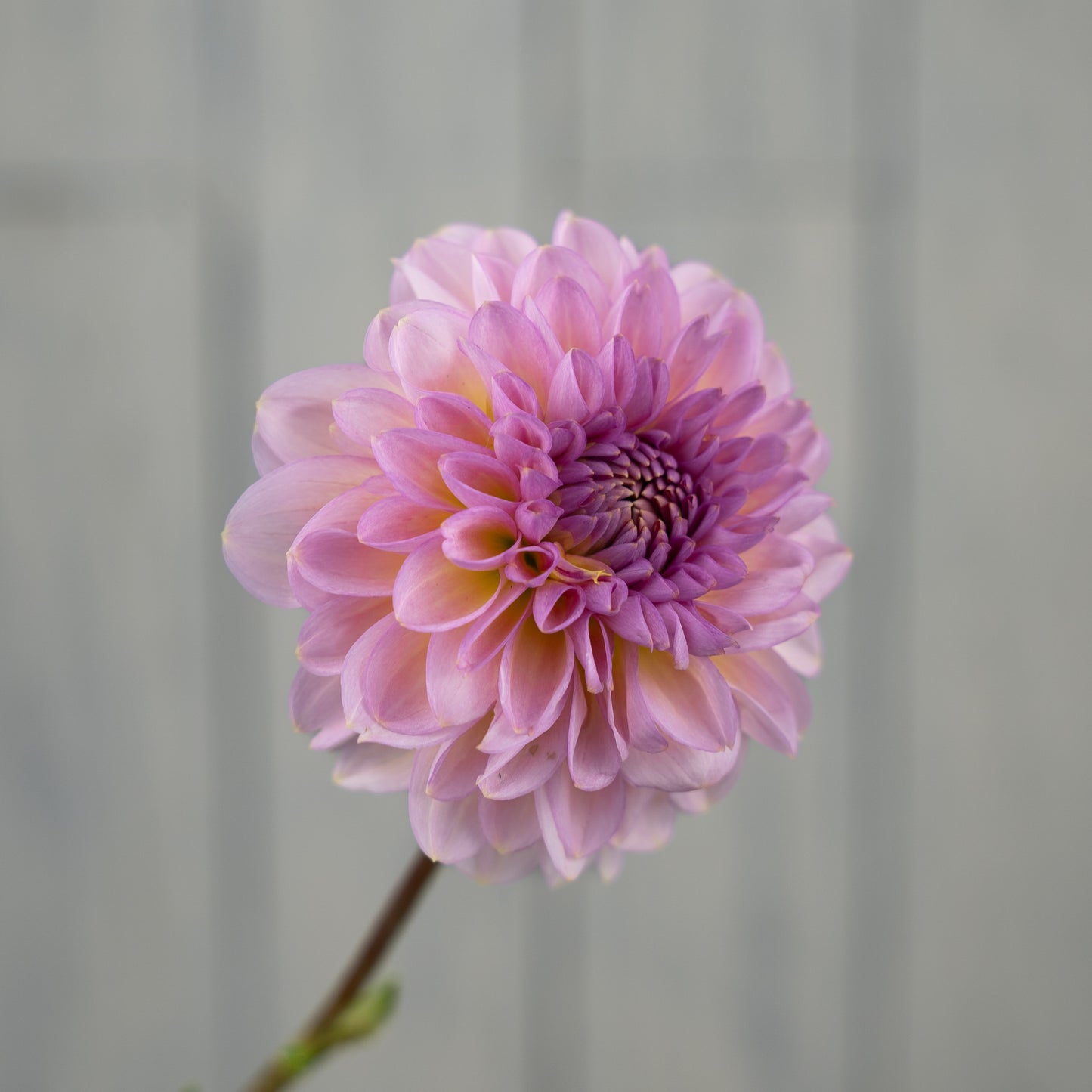 Cupcake Dahlia Tuber