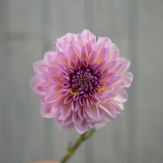 Cupcake Dahlia Tuber