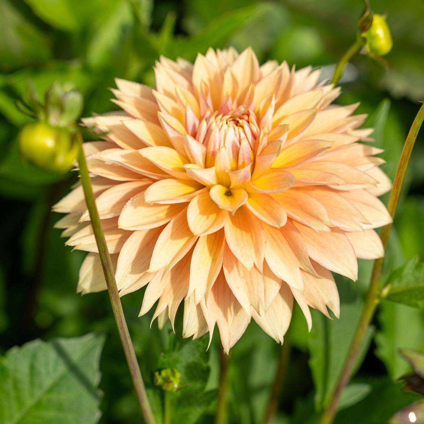 Kick Off Dahlia Tuber