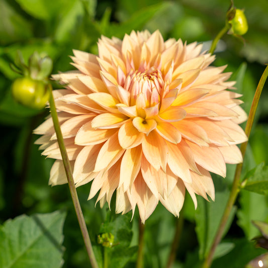 Kick Off Dahlia Tuber