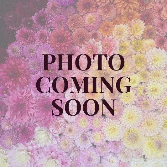 20th Ave Memory Dahlia Tuber