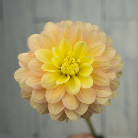 Daydreamer Dahlia Tuber