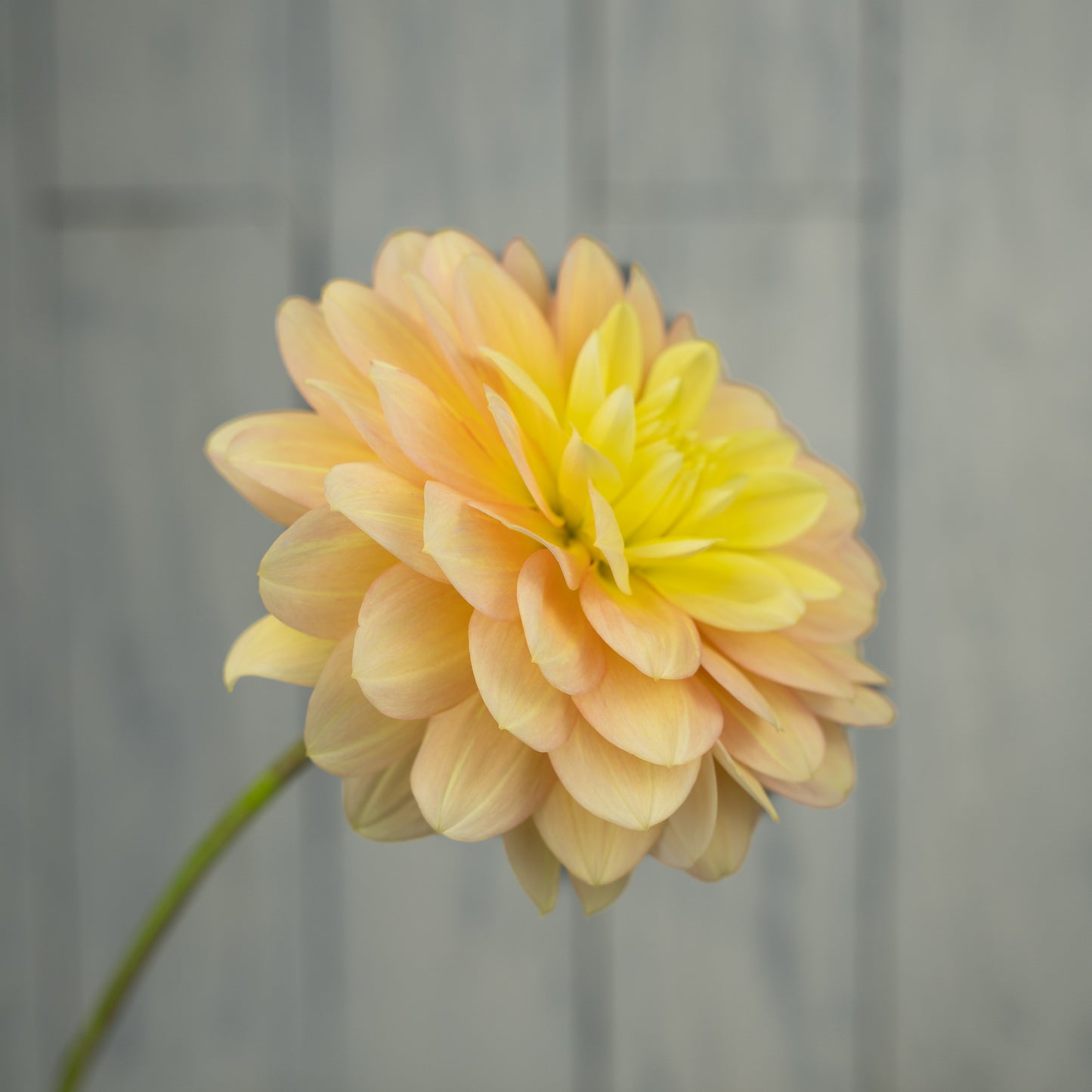 Daydreamer Dahlia Tuber