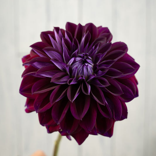 Diva Dahlia Tuber