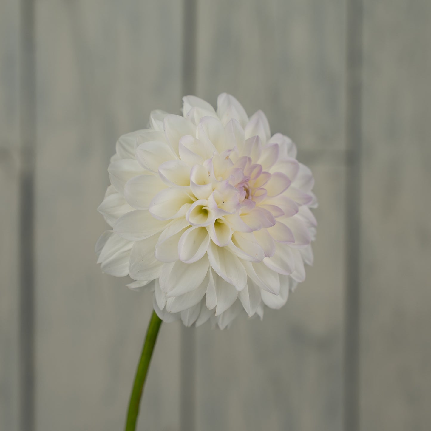 Eveline Dahlia Tuber