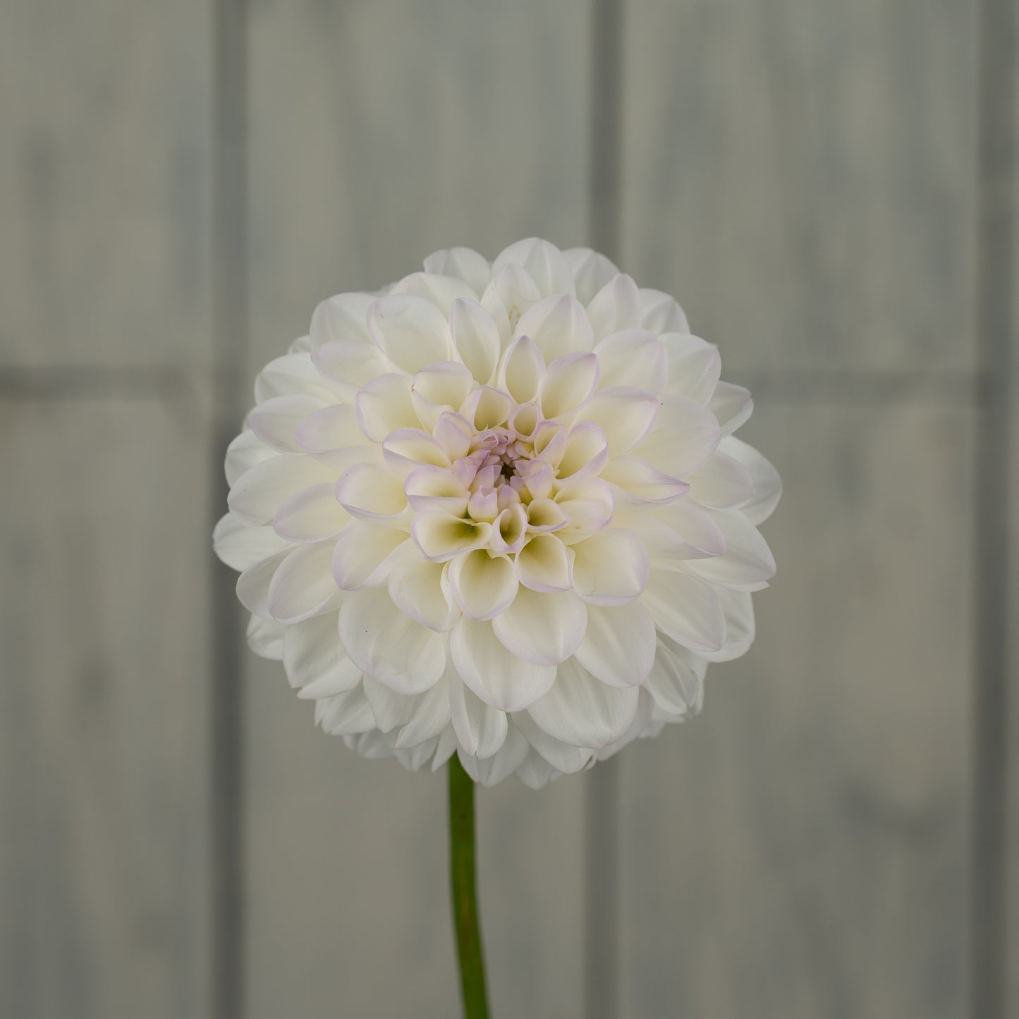 Eveline Dahlia Tuber