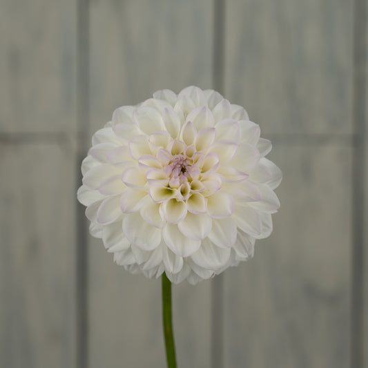Eveline Dahlia Tuber
