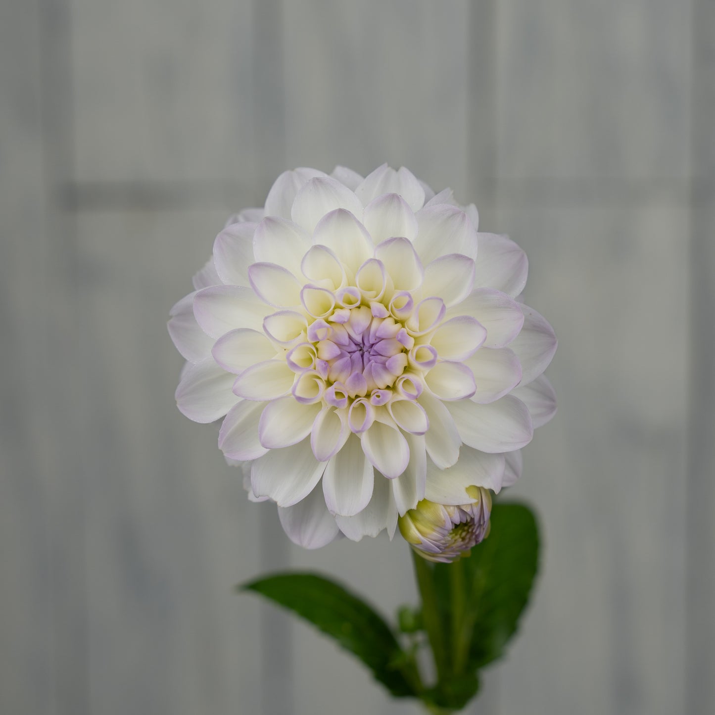 eveline dahlia tuber