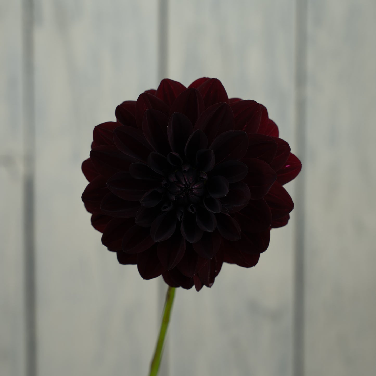 Fidalgo Knight Dahlia Tuber