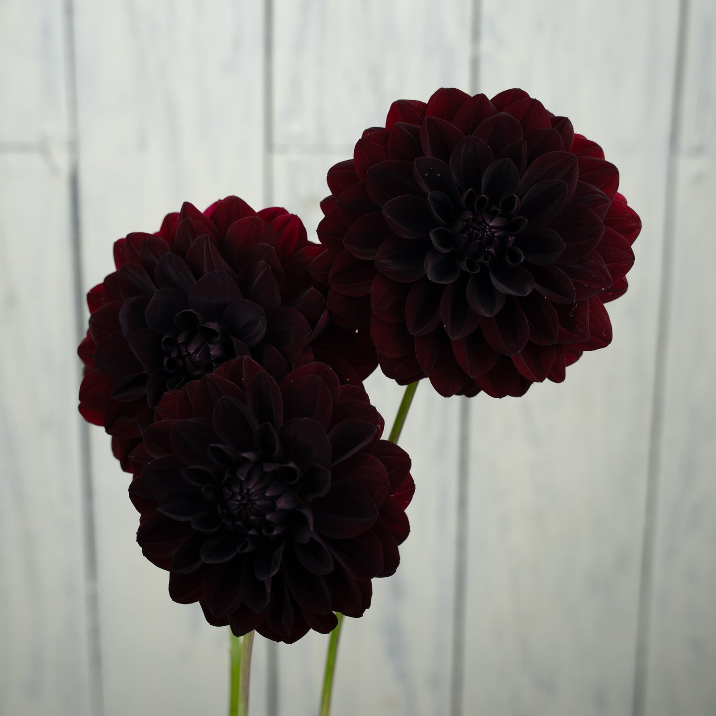 Fidalgo Knight Dahlia Tuber